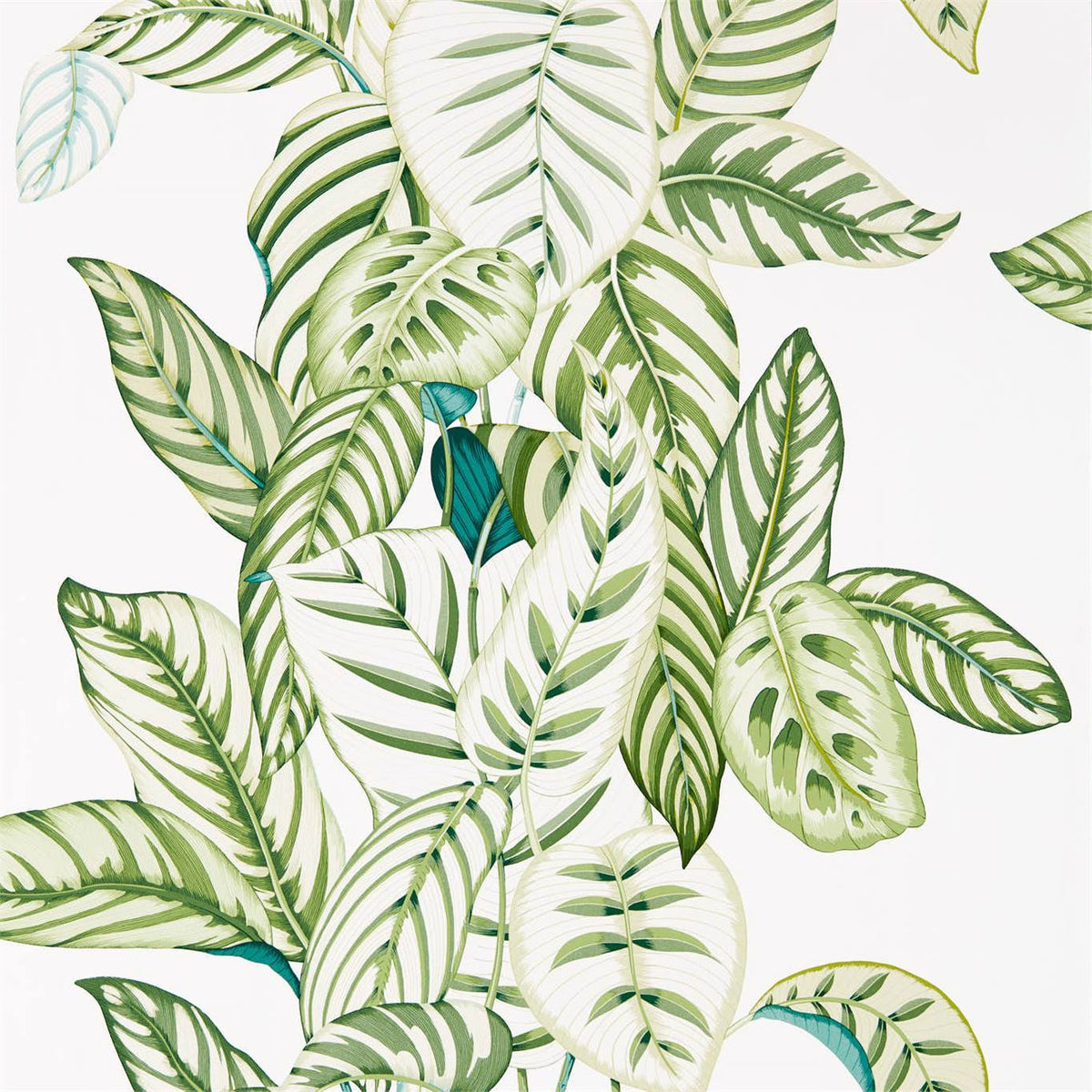 Sanderson - Tapete Calathea-Tapeten-Sanderson-BOTANICAL GREEN 216630-216630-Toju Interior