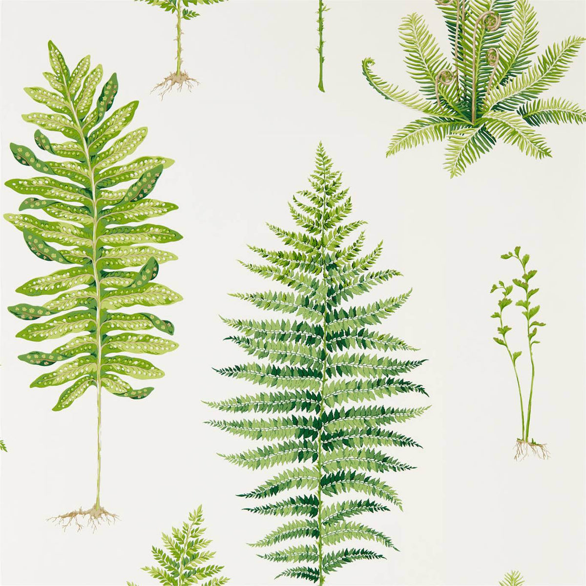 Sanderson - Tapete Fernery-Tapeten-Sanderson-BOTANICAL GREEN 216633-216633-Toju Interior
