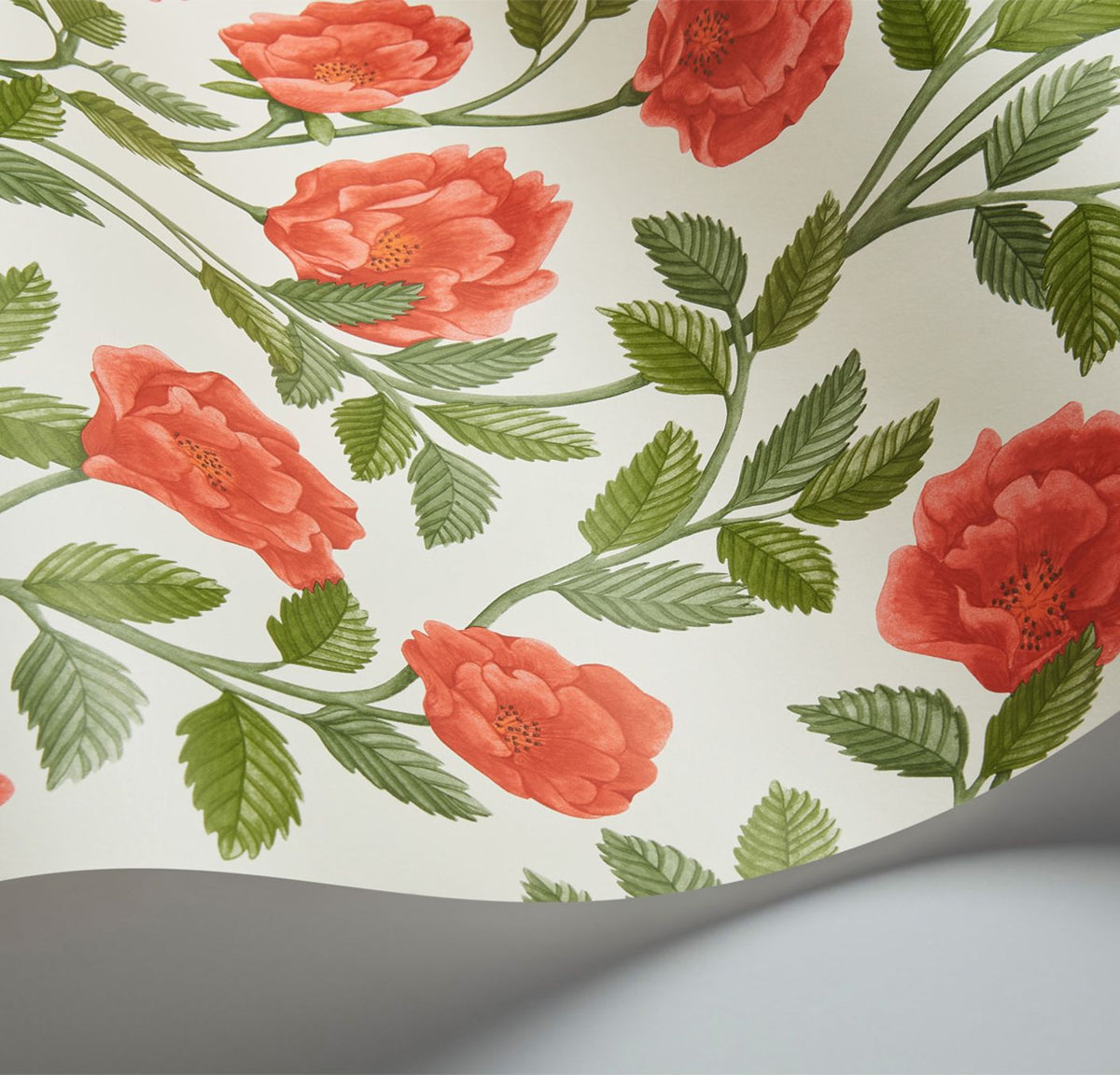 Cole & Son Hampton Roses Rouge & Spring Green on Parchment 118/7013 – Detailansicht