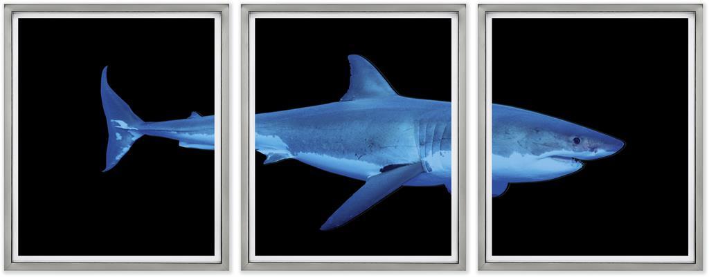 Brookpace Fine Art - GREAT WHITE SHARK-Wandbild-Brookpace Lascelles-TOJU Interior