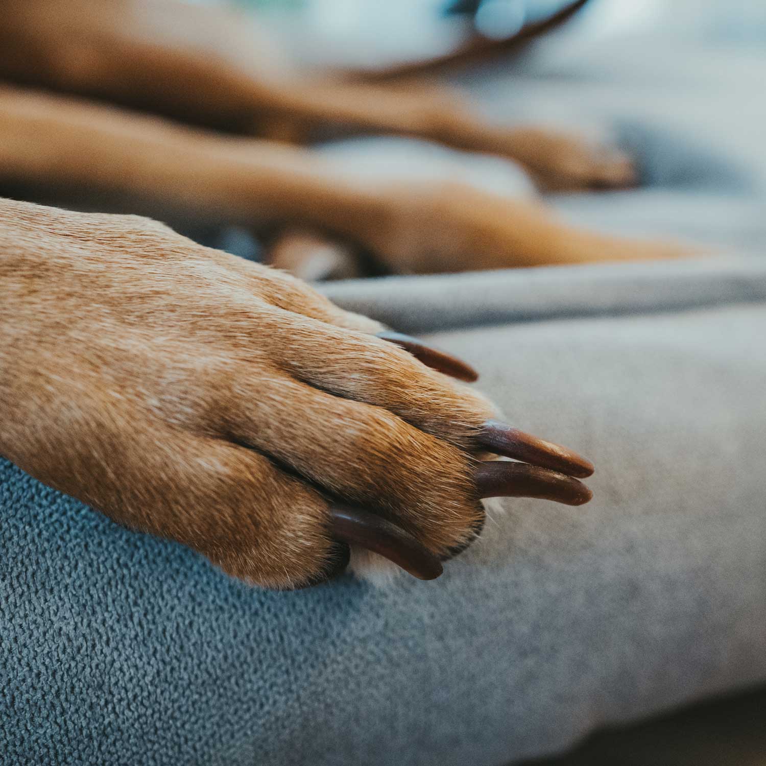 Hunter - Hundesofa Eiby-Hundebetten-Hunter-TOJU Interior