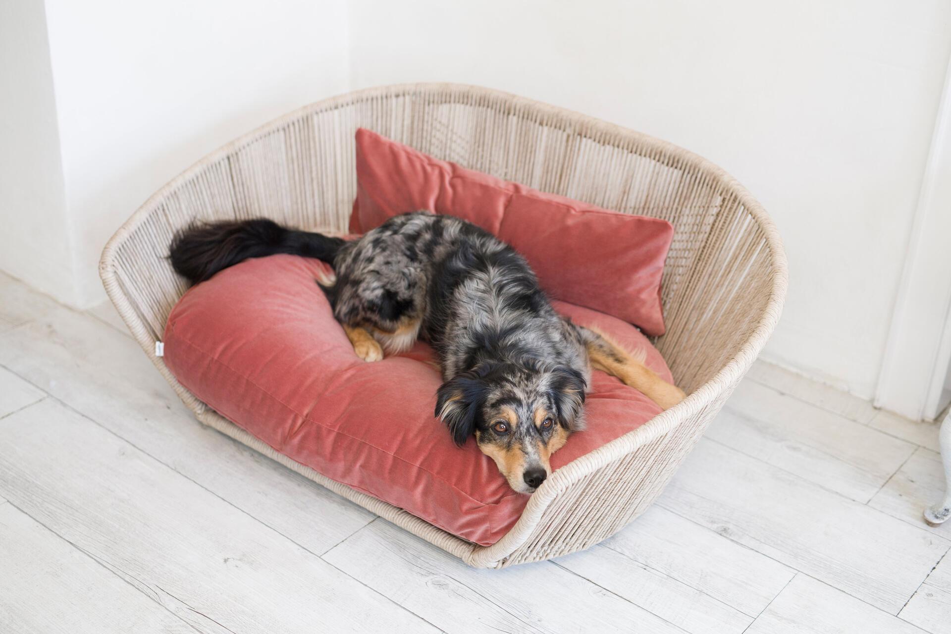Laboni - Vogue - Design-Hundebett Oxford-Hundebett-Laboni-TOJU Interior