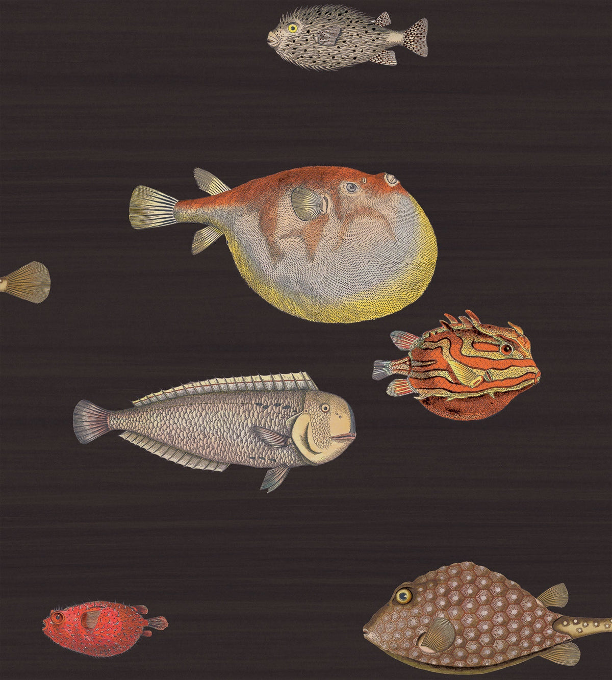 Cole & Son Acquario Tapete in Charcoal