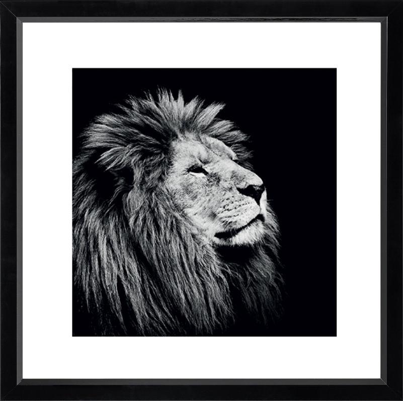 Brookpace Fine Art - MAJESTY-Wandbild-Brookpace Lascelles-Studio / Lackrahmen schwarz-TOJU Interior