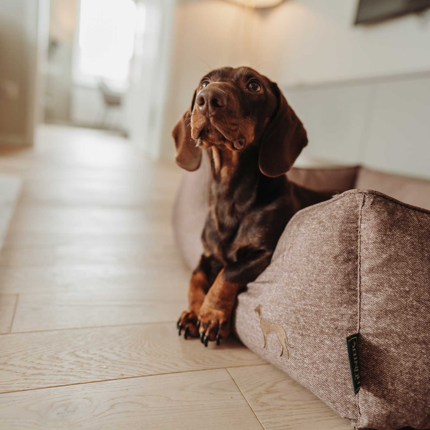 Hunter - Hundesofa Boston Cozy-Hundebetten-Hunter-TOJU Interior