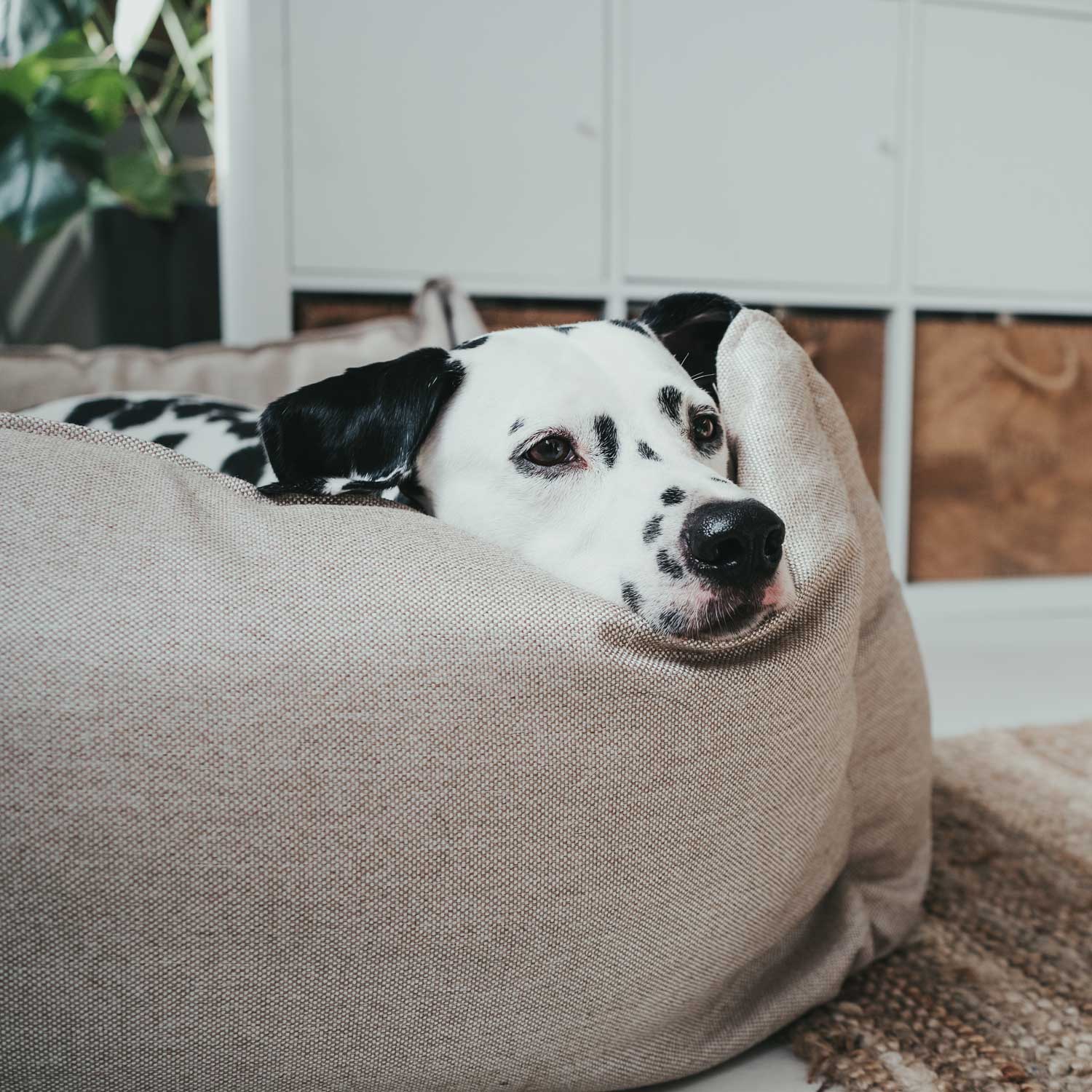 Hunter - Hundesofa Livingston-Hundebetten-Hunter-TOJU Interior