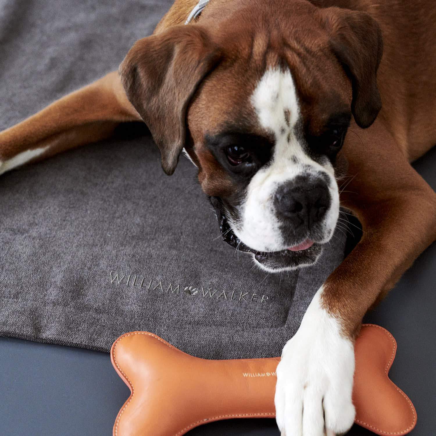 William Walker - Hundedecke Dive-Hundedecke-William Walker-TOJU Interior