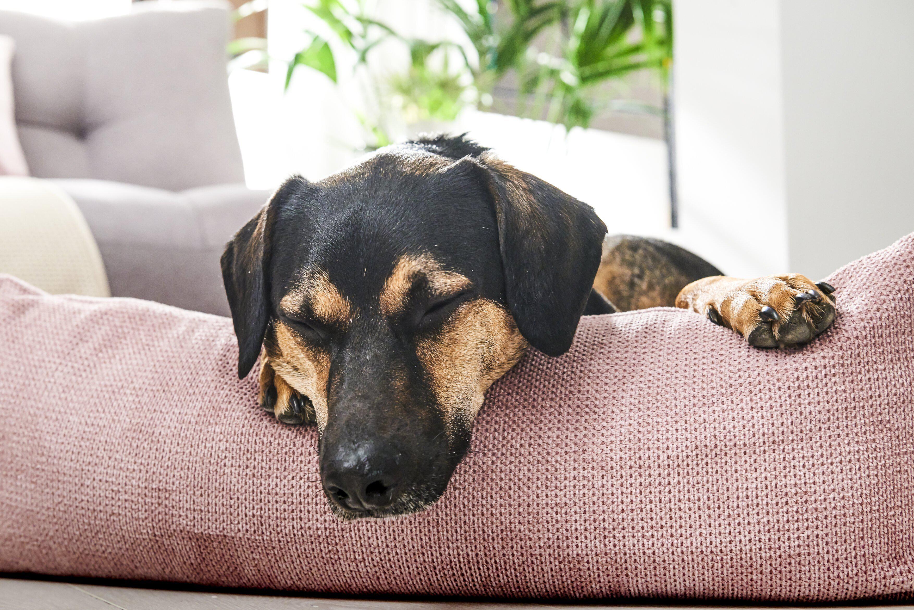 Laboni - Hundebett Tudor-Hundebett-Laboni-TOJU Interior