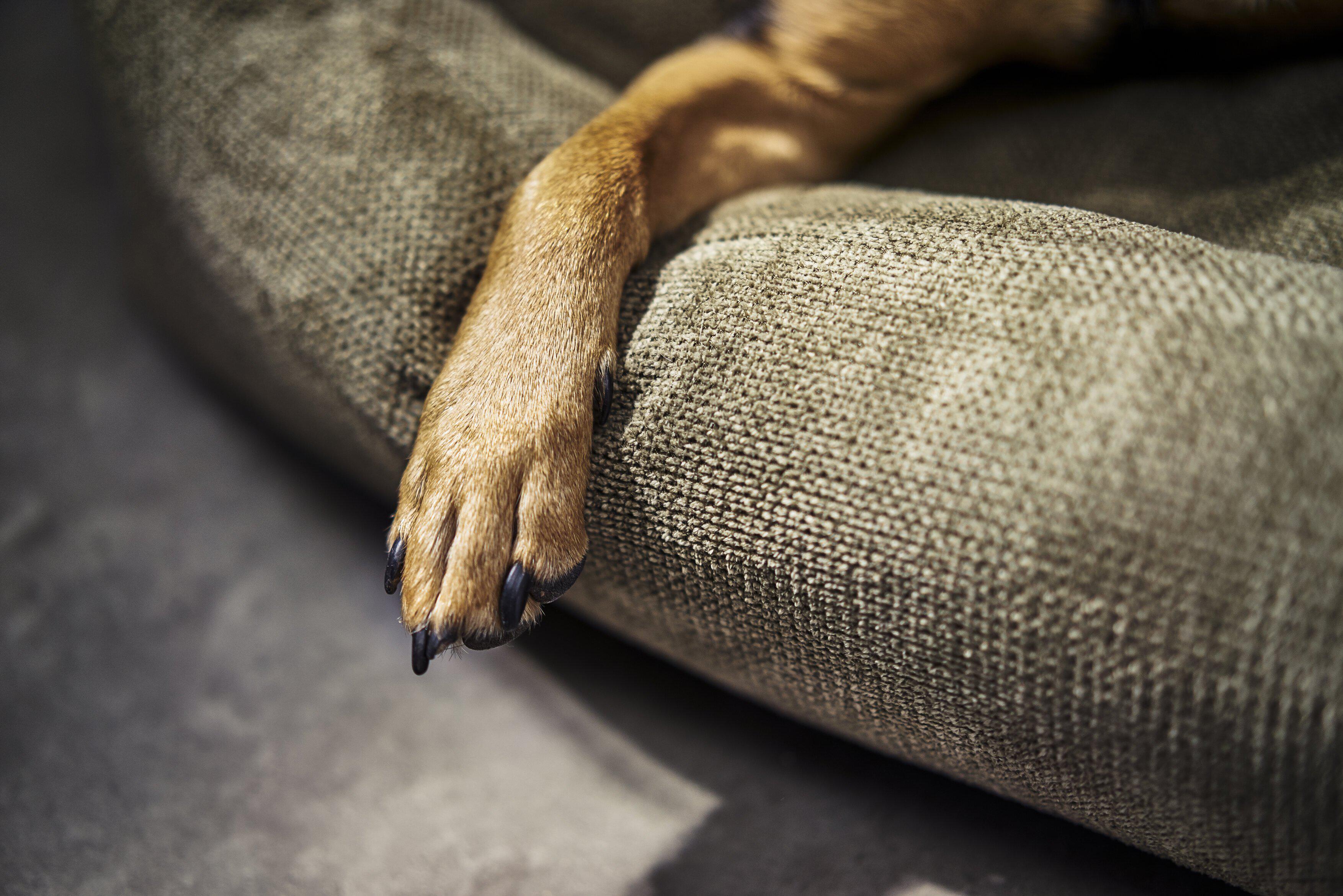 Laboni - Hundebett Tudor-Hundebett-Laboni-TOJU Interior