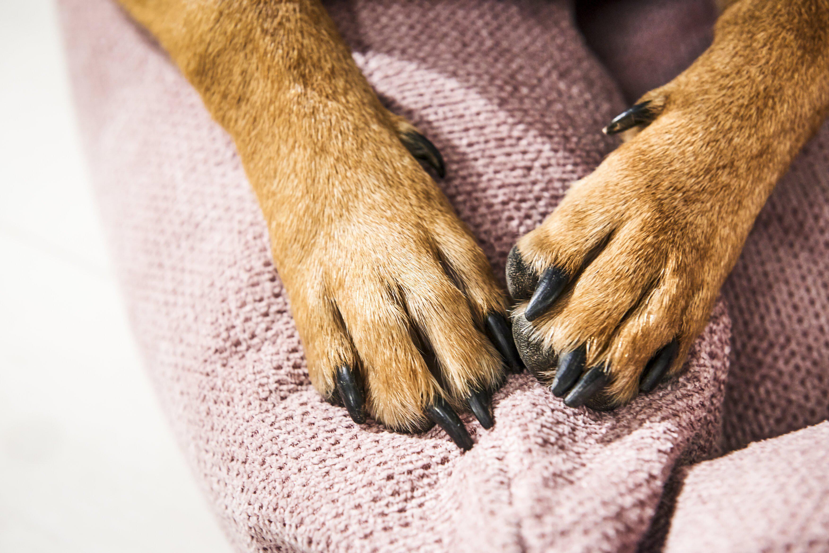 Laboni - Hundebett Tudor-Hundebett-Laboni-TOJU Interior